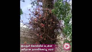 குற்றாலம் இலஞ்சி கோவிலில் உள்ள அரிதான நாகலிங்கப்பூ மரம் | Ilanji Temple | Nagalingam Flower