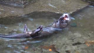 Spotted-Necked Otters Explore And Dive For Snacks