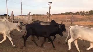 CONHEÇA ESSA MARAVILHOSA FAZENDA LOCALIZADA NO PIAUÍ