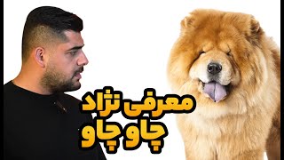 معرفی نژاد با اصالت چاوچاو همراه با نیما چاوشی