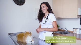 How to take your pet's vitals?