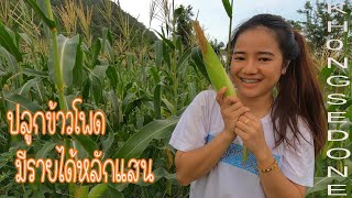 EP.1ปลูกข้าวโพดทำเกษตรผสมผสาน//ສວນເຂົ້າໂພດຢູ່ໄຮຢູ່ນາ//Corn plantations in rural Laos