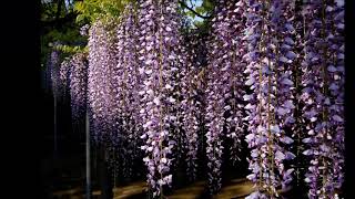 藤の花　柳川市の中山大藤　２０１８年