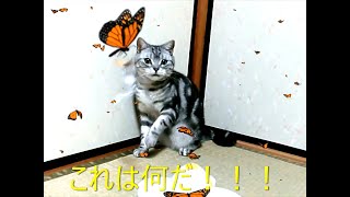 チョウとボクシングの練習をする愛猫アメショーの”だんび”