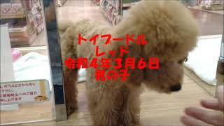 アミーゴ米沢店　犬猫紹介動画