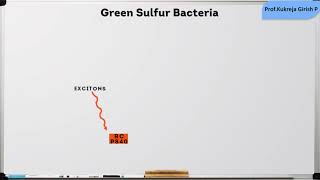 #Micro30 The Cyclic photophosphorylation - Green Sulphur Bacteria - Photosynthesis #shorts