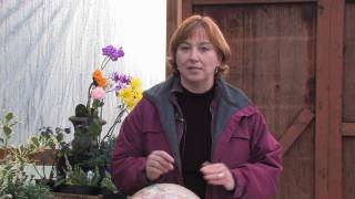 Gardening Tips \u0026 Flowers : How to Grow Coleus