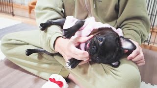 バレンタインデーは御馳走と父に食らいつく黒パグなる。Valentine's Day is a time for treats and a black pug who bites her father.