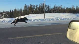 Wolf Races Woman in Car - Insane SPEED!