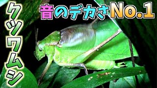 【最大】鳴く虫の王者クツワムシを探して夜の公園へ...(#41【昆虫探検1600】(むしはかせへの道DAY25))