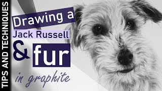 How to draw fur in graphite | Jack Russell drawing