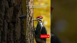 The woodpecker #shorts #reels #random #video #viralvideo