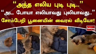 'அந்த எலிய புடி புடி..' அட போயா எலியாவது புலியாவது.. சோம்பேறி பூனையின் வைரல் வீடியோ! | Viral |