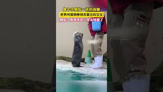 #搞笑 像小孩子一样的海獭宝宝，太可爱了~#海獭  #治愈系#萌化了#动物萌时刻 ~#shortsvideo #cute #可爱#旅游推荐