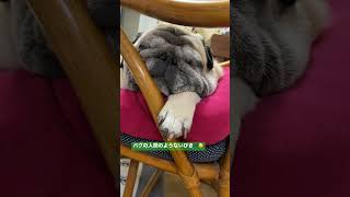 【パグ】人間のようないびき　#いびき #いびきasmr #パグ #犬 #老犬 #いぬのいる生活 #犬のいる暮らし #pug