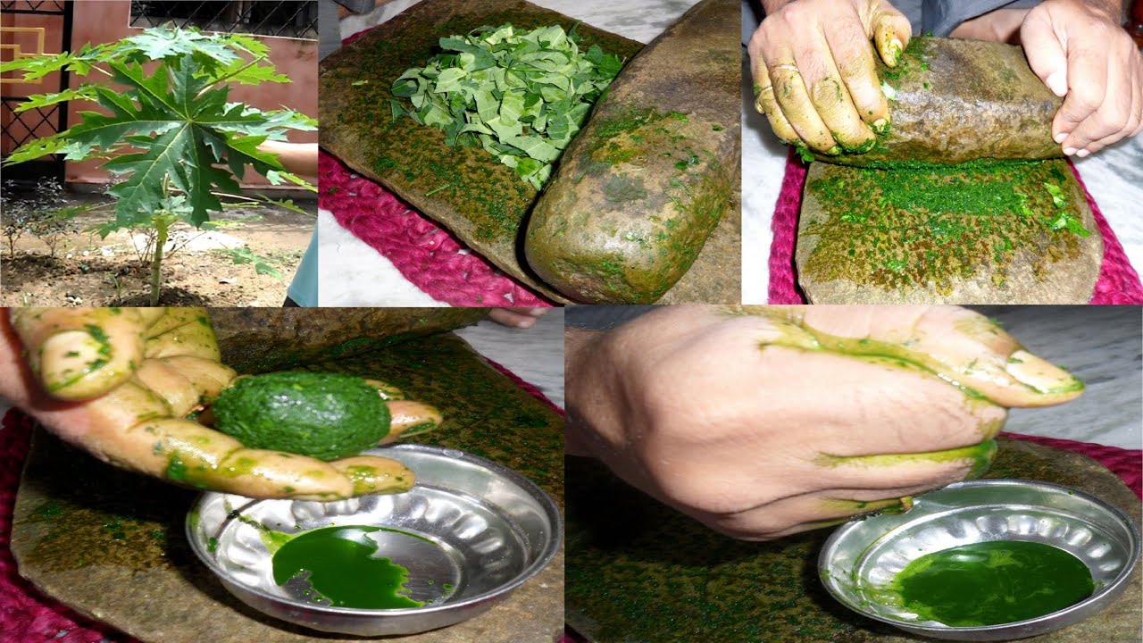 Papaya Juice For Dengue Patient At Diane Carey Blog