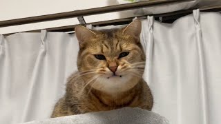 1日ごとに顔の丸みが増している謎猫ｗｗｗ