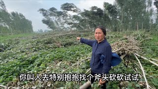 邻居家大树全倒在清香家田，西瓜红蜜薯全捂死，和邻居吵吵起来了