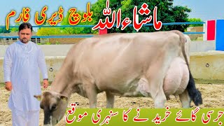 Mashallah Baloch Dariy Farm 45Kg World Milking Jersey Cow For Sale Biggest World Recat Cow For Sale