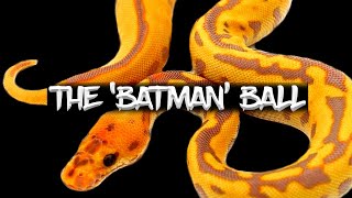 The 'Batman' Ball Python