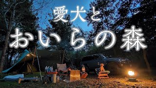 自分のことをおいらと言う主のキャンプ場【おいらの森】に行ったら自然の厳しさを痛感したトイプードルとその主