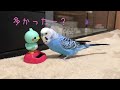 ことりちゃんとおしゃべりするインコのピピ talking budgerigar 040