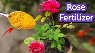 🔴🌹 plant care tips \u0026 fertiliser |Organic NPK | Low cost fertiliser for rose🥀 plant