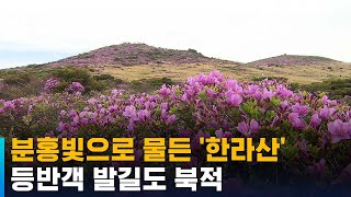 한라산에 펼쳐진 '분홍빛 장관'…등반객 발길도 북적 / SBS