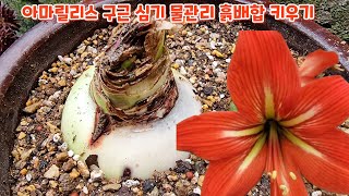 #아마릴리스 구근 #심어주기 키우기 #흙배합 #물주기 #처음처럼야생화