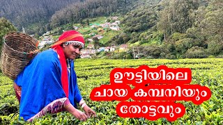 Ooty Plantation Tea: A Sip Above the Rest, ഊട്ടിയിലെ ചായ കമ്പനിയും തോട്ടവും