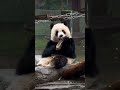 11.24.拽拽的愛姐舔手手！💖🐼渝可渝愛 大熊貓 cute panda short