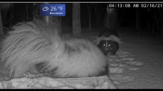 Vicious Skunk Battle in the Snow at BWHQ