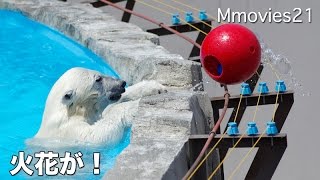 Polar Bear cub was an electric shock 火花にビックリ! ホッキョクグマのこぐま【リラ】