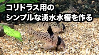 アクアリウム サテライトとコリドラスの稚魚 アクアリウム サテライトとコリドラスの稚魚