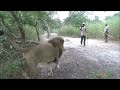 Lion Encounter, Delta du Saloum National Park, Senegal