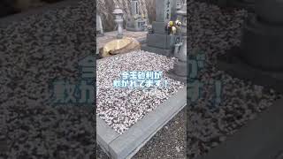 呉市　墓石　防草工事