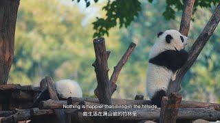 Sichuan Giant Panda Sanctuaries丨World Cultural and Natural Heritage Sites in China