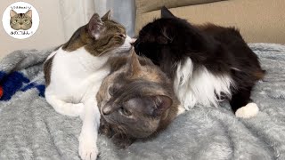 【多頭飼い元野良猫】新人モフモフ野良猫さんと古参姉さん猫が接近したら…！？