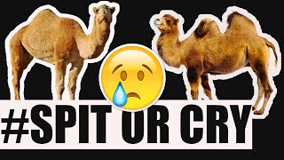 The Spitting Camel