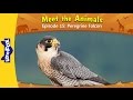 Meet the Animals 15 | Peregrine Falcon | Wild Animals | Little Fox | Animated Stories for Kids