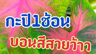 กะปิ1ช้อนโต๊ะระเบิดราก!ระเบิดกอ!ระเบิดกระถาง!!![สองพี่น้องพาเพลินChannel]