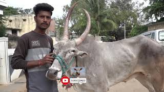 Ranebennur Darbar Hallikar bull, Hori habba Jallikattu