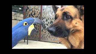 Funny parrot video compilation | Lustige Papageien-Video-Zusammenstellung | Смешное попугай видео