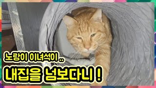 카래아저씨 집지키기 대소동ㅋ #길고양이#냐옹이별장#고양이간식갈치