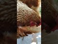 羽繕い可愛いニワトリ🐔 おじいちゃん ニワトリ にわとり 鶏ちゃん animals 鶏舎 動物