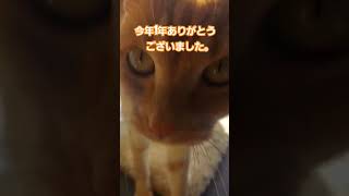 2024年最後の動画かなぁ〜1年間ありがとうございます。来年もよろしくお願いします。#ねこのいる生活 #今年最後#来年 #よろしくお願いします