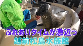 【アザラシ】ふれあいタイムが激近っ #越前松島水族館