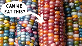 CORN with OVER 20 DIFFERENT COLORS | Is This Even Real?