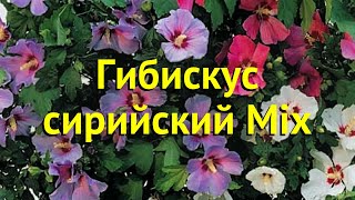 Гибискус сирийский Микс. Краткий обзор, описание характеристик hibiscus syriacus Mix