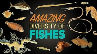 The Amazing Diversity of Fishes